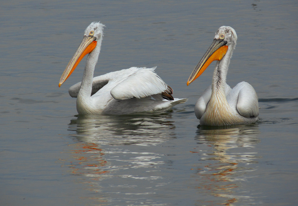 Birds of Dobrudza and Northern Black-Sea Coast (Bulgaria)